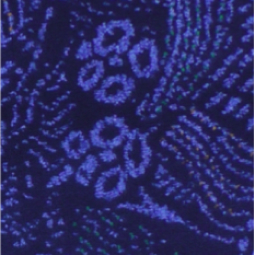 Cofransel - Rénovation de sièges - Photo du tissu paradision bleu